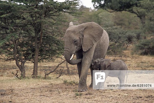 Ostafrika  Afrikanischer Elefant  Loxodonta africana  Afrikanische  Afrika  Kenia