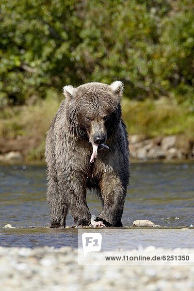 Vereinigte Staaten von Amerika  USA  Grizzlybär  ursus horibilis  Grizzly  Küste  Nordamerika  Lachs  essen  essend  isst  Bär  Alaska  braun  Katmai National Park and Preserve