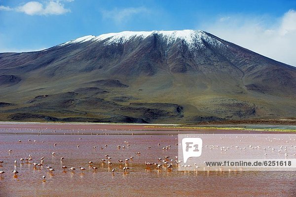 James Flamingo (Phoenicoparrus jamesi)  at Laguna Colorado (Red Lake)  Eduardo Avaroa Andean National Reserve  Bolivia  South America