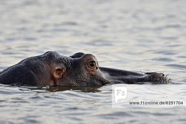 Südliches Afrika  Südafrika  Wasser  Flusspferd  Hippopotamus amphibius  ruhen  Afrika
