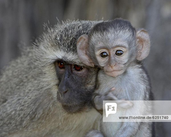 Südliches Afrika  Südafrika  Säuglingsalter  Säugling  Mutter - Mensch  Afrika  Affe