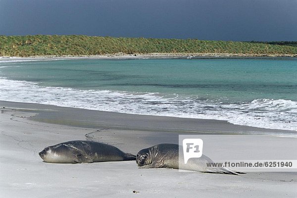 Entspannung Strand Elefant Seelöwe Falklandinseln Südamerika