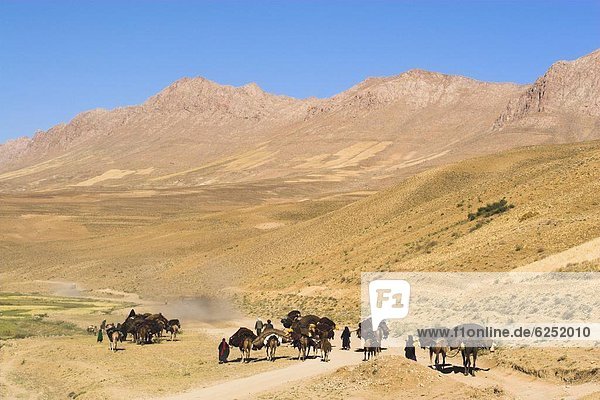 Kuchie Nomad Kamel Zug zwischen Chakhcharan und Marmelade Afghanistan Asien