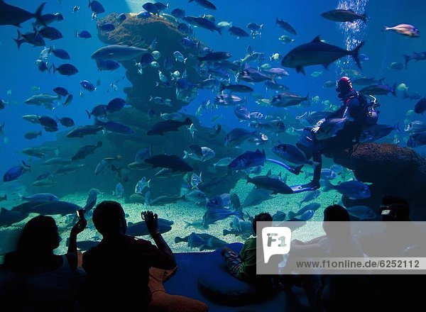 Palma Aquarium interior with diver feeding fish and sharks  Playa de Palma  Majorca  Balearic Islands  Spain  Europe