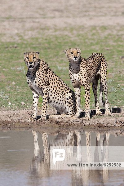 Südliches Afrika Südafrika Afrika