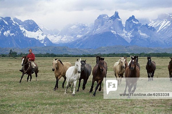 A group of gauchos riding horses  with the Cuernos del Paine (Horns of Paine) mountains behind  Torres del Paine National Park  Patagonia  Chile  South America