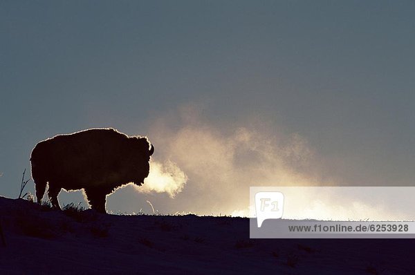 Vereinigte Staaten von Amerika USA Nordamerika Yellowstone Nationalpark Wyoming