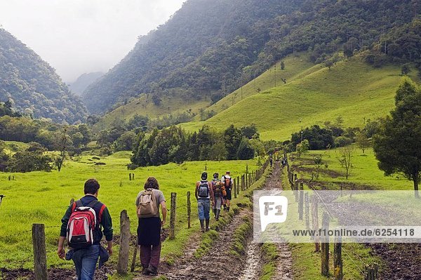 Hiking in Cocora Valley  Salento  Colombia  South America