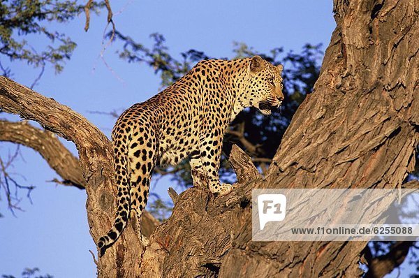Leopard  Panthera pardus  Namibia  Gefangenschaft  Afrika