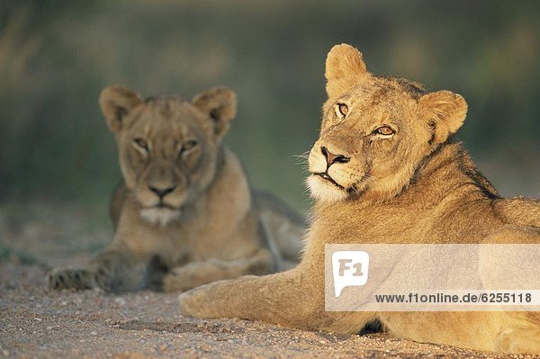 Lioness Panthera leo Kruger National Park South Africa Africa
