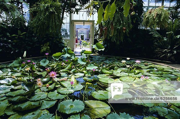 Hot house lily pond  Winter Gardens  Domain Park  Auckland  North Island  New Zealand  Pacific