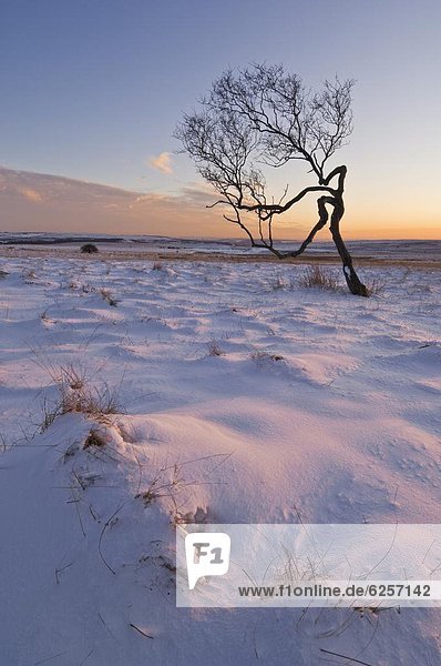 Twisted tree in the snow at sunset  Peak District 0tio0l Park  Derbyshire  England  United Kingdom  Europe
