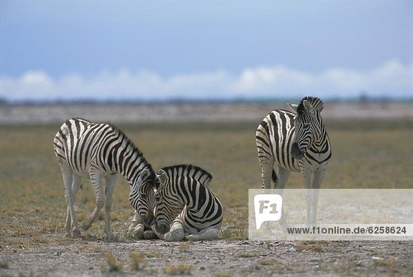 Steppenzebra - Equus quagga  Etoscha Nationalpark  Namibia