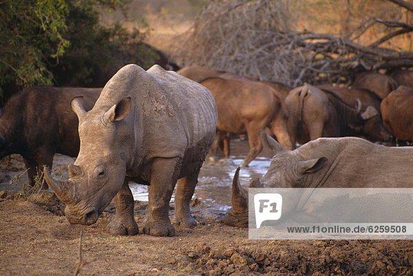 Square-lipped Rhino (Ceratotherium simum)  Kruger Park  South Africa