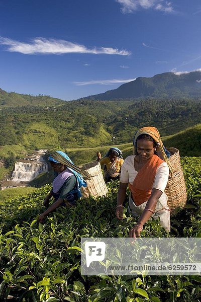 Women tea pickers  Tea Hills  Hill Country  Nuwara Eliya  Sri Lanka  Asia