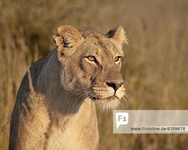 Lioness (Panthera leo) Kgalagadi Transfrontier Park encompassing the former Kalahari Gemsbok National Park South Africa Africa