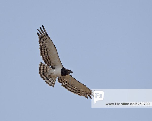Südliches Afrika  Südafrika  fliegen  fliegt  fliegend  Flug  Flüge  schwarz  Nostalgie  Kalahari  Afrika  Adler