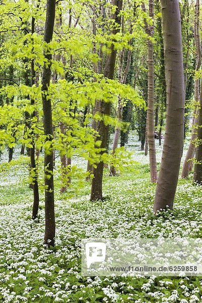Laubwald  Europa  Großbritannien  Wachstum  ungestüm  Knoblauch  Dorset  England