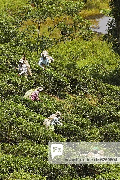 Plantation Tamil women picking prized highland Uva tea in Namunukula Mountains near Ella  Sri Lanka  Asia