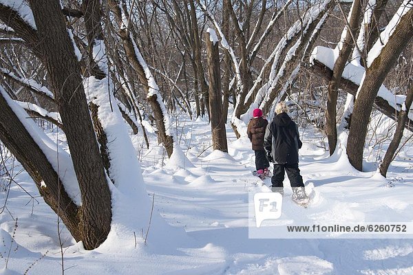 Vereinigte Staaten von Amerika USA Schnee Wald Schuh Nordamerika Minnesota Show
