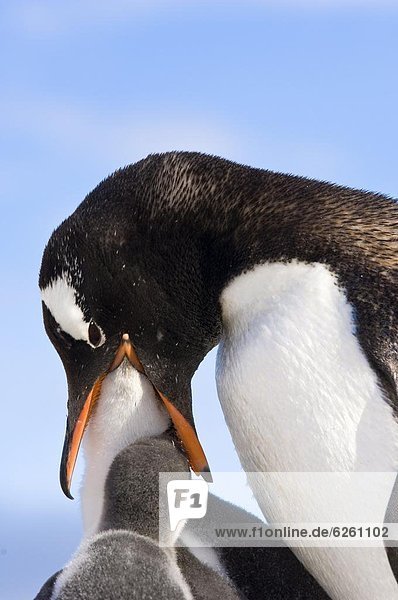 Gewölbe  Eselspinguin  Pygoscelis papua  Antarktis  Pinguin