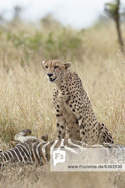Südliches Afrika Südafrika Gepard Acinonyx jubatus töten Kruger Nationalpark Afrika Zebra