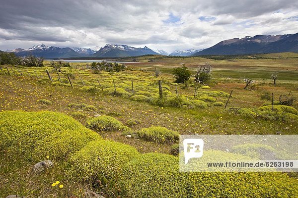 blühen  Sommer  drehen  gelb  Pflanze  Wiese  El Calafate  Argentinien  Patagonien  Südamerika
