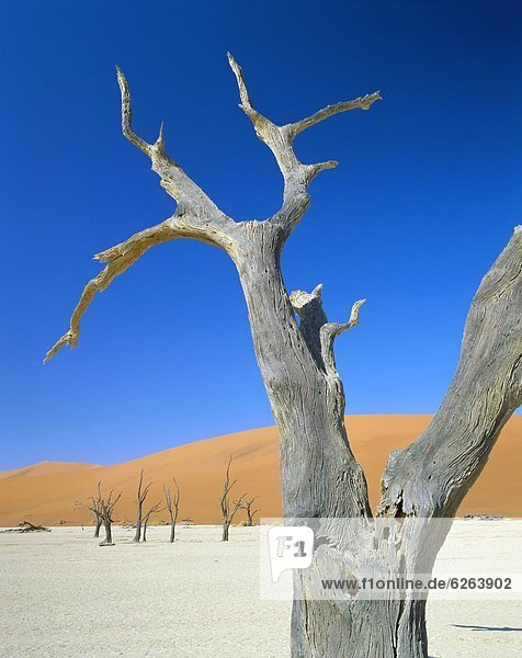 Dead Vlei