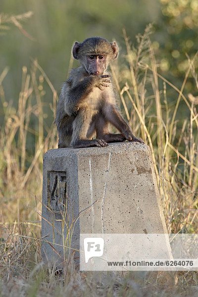 Südliches Afrika  Südafrika  Fernverkehrsstraße  Zeichen  Säuglingsalter  Säugling  Kruger Nationalpark  Afrika  Pavian  Signal