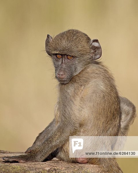 Südliches Afrika  Südafrika  Säuglingsalter  Säugling  Kruger Nationalpark  Afrika  Pavian