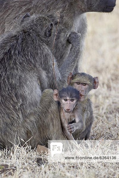 Südliches Afrika  Südafrika  2  Säuglingsalter  Säugling  Kruger Nationalpark  Afrika