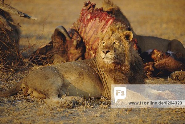 Lion (Panthera leo)  Okavango Delta  Botswana  Africa