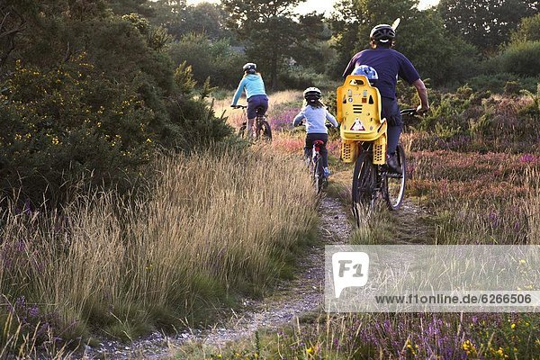 Family cycling along heathland tracks at sunset  Holt Heath  Dorset  England  United Kingdom  Europe