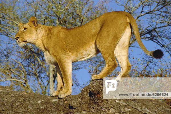 Lion  Kruger Park  South Africa