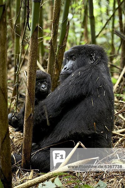 Berg  halten  Säuglingsalter  Säugling  in die Augen sehen  ansehen  Angesicht zu Angesicht  gegenüber  Mutter - Mensch  Afrika  Gorilla  Ruanda
