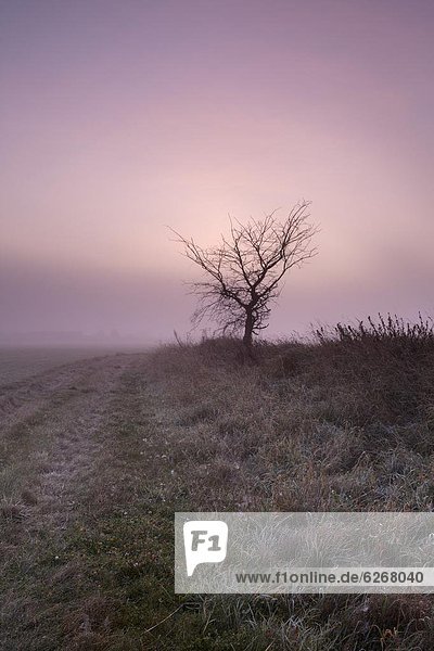 nahe  Farbaufnahme  Farbe  Europa  Ländliches Motiv  ländliche Motive  Großbritannien  Dunst  Morgendämmerung  Norfolk  England