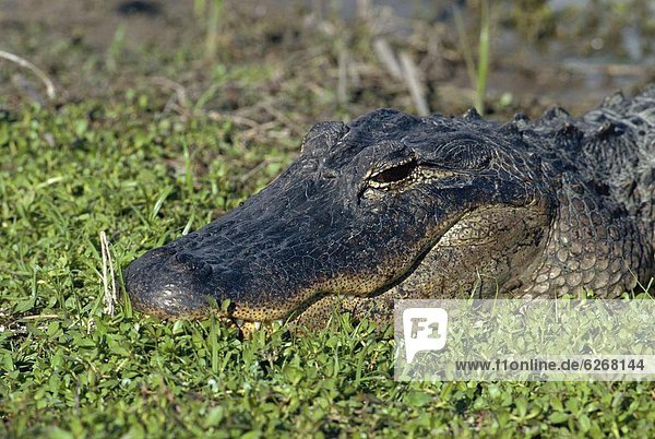 Vereinigte Staaten von Amerika  USA  Mississippi-Alligator  Hechtalligator  Alligator mississippiensis