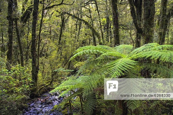 Pazifischer Ozean  Pazifik  Stiller Ozean  Großer Ozean  neuseeländische Südinsel  UNESCO-Welterbe  Neuseeland  Regenwald