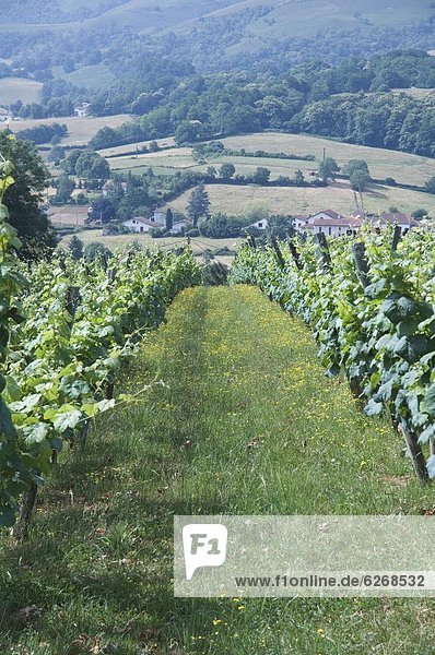 nahe Hafen Frankreich Europa Ländliches Motiv ländliche Motive Heiligtum Jeans Weinberg Aquitanien