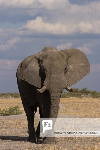 Afrikanischer Elefant  Loxodonta africana  Afrikanische  Afrika
