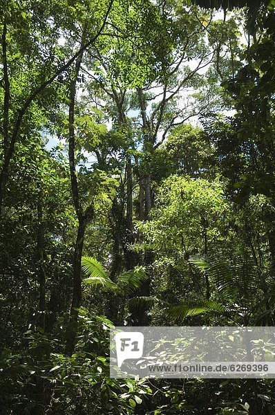 Rainforest canopy in Are0l Hanging Bridges park  Are0l  Costa Rica