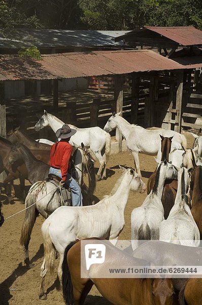 Horses  Hacienda Gauachipelin near Rincon de la Vieja 0tio0l Park  Gau0caste  Costa Rica