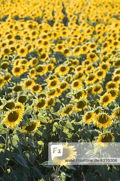 Frankreich  Europa  blühen  Feld  Sonnenblume  helianthus annuus  voll