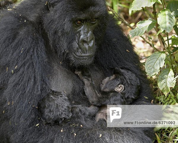 Berg  Tag  halten  Zwilling - Person  Säuglingsalter  Säugling  1  Sorge  Mutter - Mensch  20  Afrika  Gorilla  alt  Ruanda