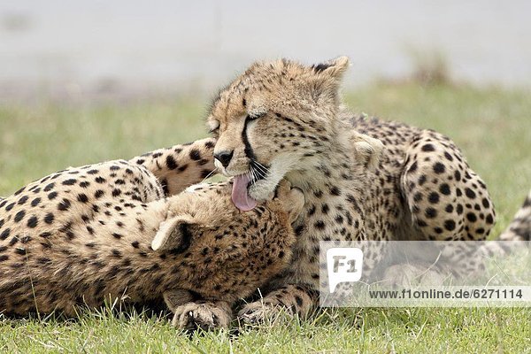 Ostafrika Gepard Acinonyx jubatus Hygiene Serengeti Nationalpark Mutter - Mensch Afrika junges Raubtier junge Raubtiere alt Tansania
