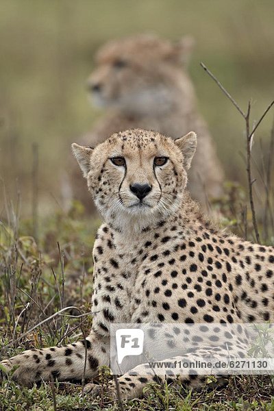 Ostafrika Serengeti Nationalpark Afrika Tansania