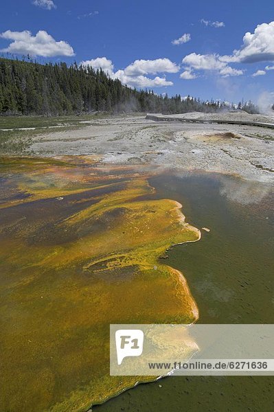 Wooden boardwalk and cyanobacteria thermophile formations on Geyser Hill  Upper Geyser Basin  Yellowstone 0tio0l Park  UNESCO World Heritage Site  Wyoming  United States of America  North America