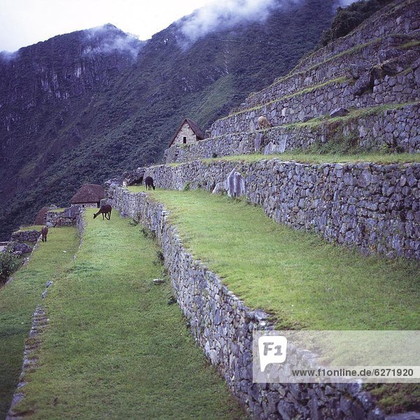 nahe  Eingang  Gras  UNESCO-Welterbe  Peru  Südamerika