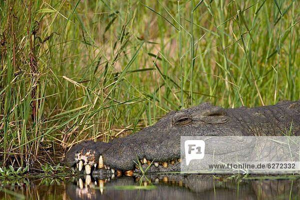 Nilkrokodil (Crocodylus Niloticus)  Kruger National Park  Südafrika  Afrika