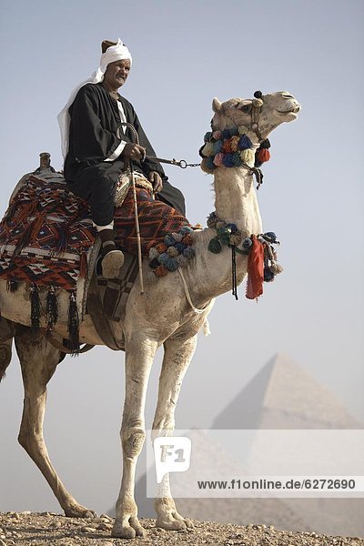 A Bedouin guide on camel-back overlooking the Pyramids of Giza  UNESCO World Heritage Site  Cairo  Egypt  North Africa  Africa